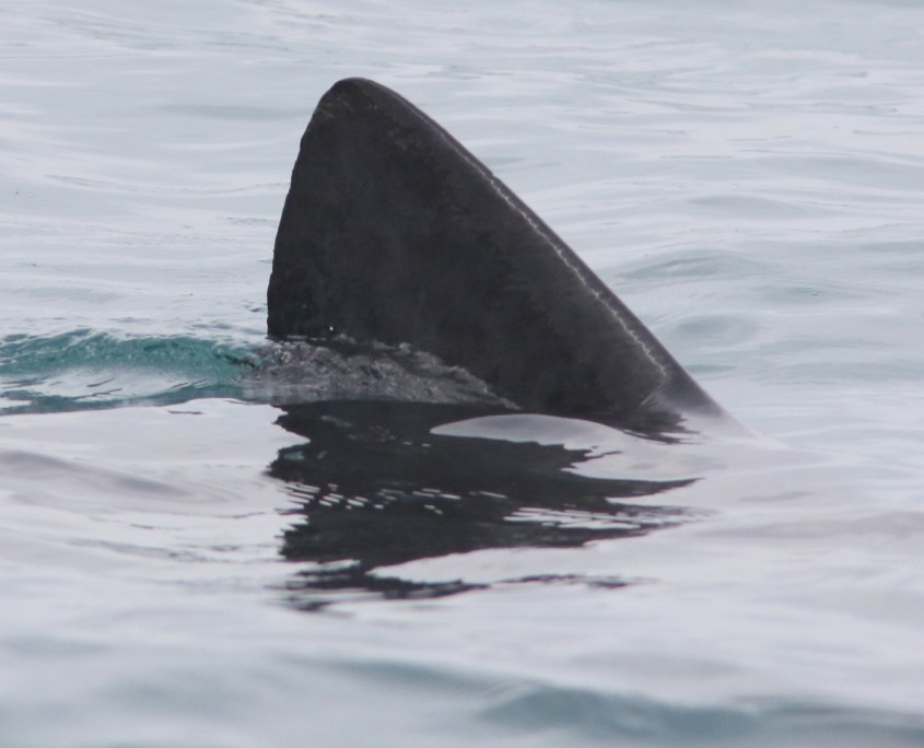 Basking shark 2 5.17
