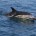 Common Dolphin with Mermaid Pleasure Trips Penzance Marine Boat Trips