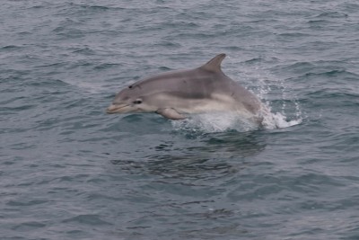 dolphin 35.17